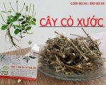 Cây Cỏ Xước Trị Bệnh Gì?