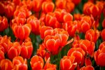 Hoa Tulip Cam - Biểu Tượng Của Sự Tự Do Đầy Phóng Khoáng