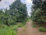 Đất Đẹp - Giá Tốt - Cần Bán Đất Vườn Trồng Sầu Riêng Tại Huyện Cai Lậy, Tiền Giang