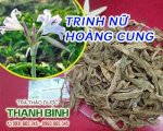 Trinh Nữ Hoàng Cung Vị Thuốc Có Tác Dụng Phòng Chống Ung Thư Rất Hiệu Quả