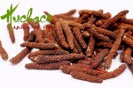 Tiêu Lốt, Tiêu Lốp, Long Pepper