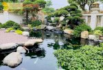 Thiết Kế Thi Công Hồ Koi Nhật Hot 2023 Ở Hcm, Đồng Nai