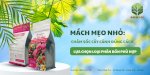 Mách Mẹo Nhỏ: Chăm Sóc Cây Cảnh Đúng Cách