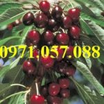 Cung Cấp Cây Giống Cherry Brazil