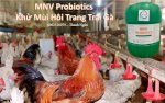 Sản Phẩm Mnv Probiotics Xử Lý Mùi Hôi Trang Trại Chăn Nuôi Gia Cầm