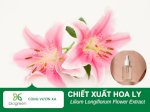 Tác Dụng Làm Đẹp Của Chiết Xuất Hoa Ly