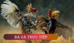 Đá Gà Trực Tuyến- Xu Hướng Mới Trong Giới Đam Mê Gà Chọi