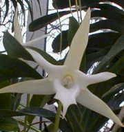 Angraecum Sesquipedale