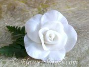 Floating White Rose