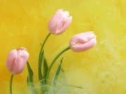 Tranh hoa Tulip 1