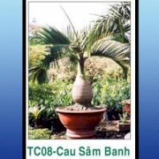 Cau Sâm Banh TC08