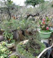 Cây bonsai - phi lao 02