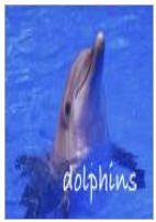 Dolphins