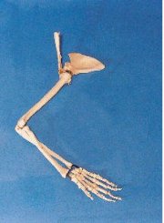 Mô hình giải phẫu hệ xương khớp chi trên GD/A 11123
