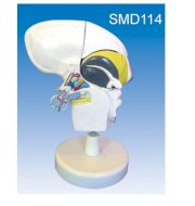 Mô hình hành cầu não,mặt trước,mặt sau SMD114 Suzhou,TQ 