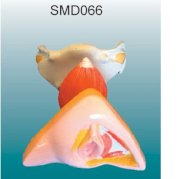 Mô hình bộ phận sinh dục nữ,âm đạo,âm hộ SMD066 Suzhou,TQ  