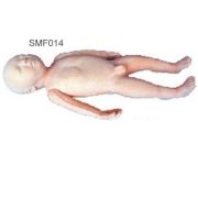 Mô hình thai nhi SMF014 Suzhou,TQ  