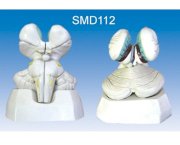 Mô hình buồng não II-IV,SMD112 Suzhou,TQ 