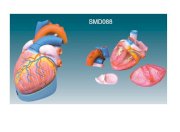 Cấu tạo của tim SMD088 Suzhou 