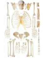 Mô hình xương người rời GD/A11103