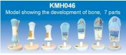 Mô hình cho thấy sự phát triển của xương KeMaJo KMH046 7 phần
