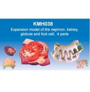 Mô hình mở rộng của ống thận, thận và chân tế bào KeMaJo KMH038