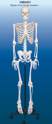 Mô hình bộ xương nữ KeMaJo KMA001