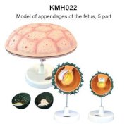 Mô hình các phần phụ của thai nhi KeMaJo KMH022