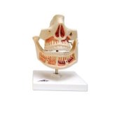 Mô hình hàm răng trưởng thành VE281