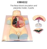 Mô hình tuần hoàn máu và nhau thai KeMaJo KMH032 3 phần