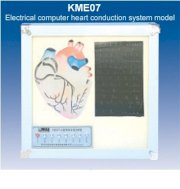 Mô hình hệ thống dẫn truyền tim KeMaJo KME07