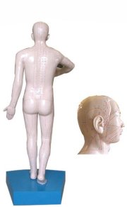 Mô hình các điểm châm cứu trên cơ thể người KeMaJo KMP18