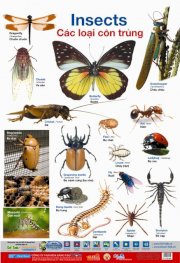 Vui học Tiếng Anh qua hình ảnh- Các loại côn trùng