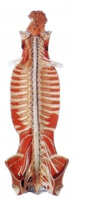 Mô hình khối dây thần kinh trong tủy sống GD/A 18102
