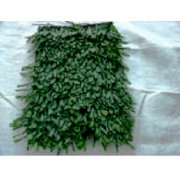 Cỏ Trung Quốc Avan Turf Fibrillate (cỏ búi)