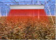Đèn Led kích thích sinh trưởng cây trồng WEX-C150 150W
