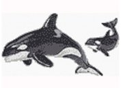 Mosaic kính họa tiết cá voi HAVALI BC01