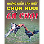 Những điều cần biết chọn nuôi gà chọi