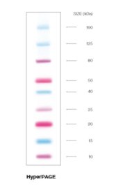 Protein Marker ( Thang Protein điện di)