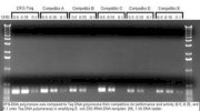 GeneON DFS-PLUS Taq Polymerase DNA-free