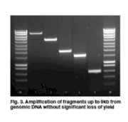 VELOCITY DNA Polymerase Bioline