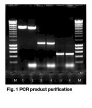 Bioline ISOLATE II PCR and Gel Kit ( Kit Tạch sạch sản phẩm PCR)