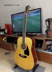 Guitar Acoustic Morris LF-250