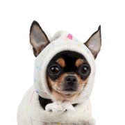 Candy Mist Dog Hat by Pinkaholic - Ivory