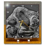 DC_16701_1 Kike Calvo Fossil and Dinosaur Photos - Phacopidae trilobites from the devonic in Morrocco - Desk Clocks - 6x6 Desk Clock