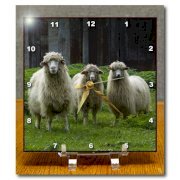 Houk Photography - Animals - Three funny sheep - 6x6 Desk Clock (dc_202423_1)
