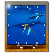 3dRose dc_10692_1 Desk Clock, North Atlantic Humpback Whales migrate south to The Silver Banks to Breed and Have Their Calves, 6 by 6-Inch 