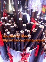 Sáo mèo Tây Bắc