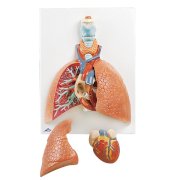Mô hình tim phổi asimco VC243