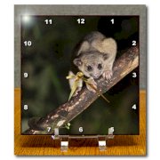 3dRose dc_86396_1 Kinkajou, Mindo, Andes, Ecuador-Sa07 Pox1981-Pete Oxford-Desk Clock, 6 by 6-Inch